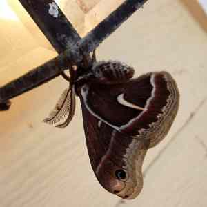 Obrázek 'Nike - Now sponsoring moths - 21-05-2012'