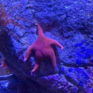 Obrázek 'No-this-is-Patrick'