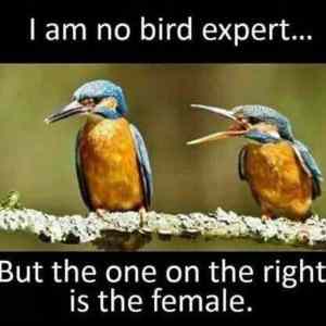 Obrázek 'No BIRD Expert'