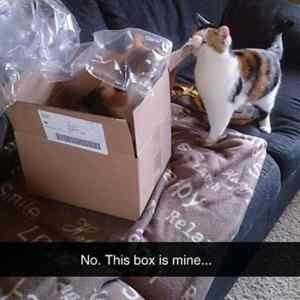 Obrázek 'No This Box Is Mine'