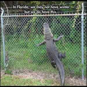 Obrázek 'No Winters In Florida'