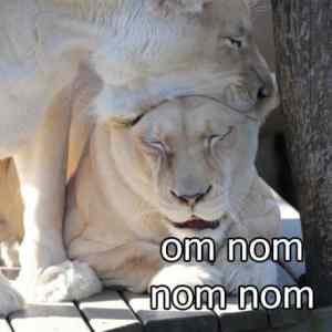 Obrázek 'Nom&nbsp;nom&nbsp;nom'