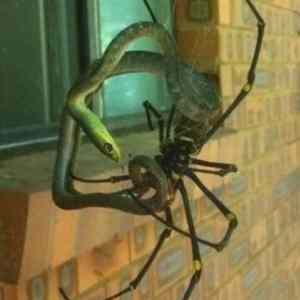 Obrázek 'Nope&nbsp;vs&nbsp;Nope'