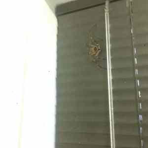 Obrázek 'Nopey&nbsp;&nbsp;'