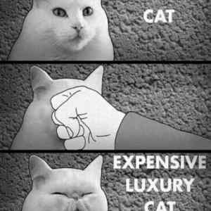 Obrázek 'Normal - Luxury - cat'