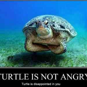 Obrázek 'Not Angry'
