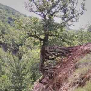 Obrázek 'Not&nbsp;willing&nbsp;to&nbsp;go&nbsp;-&nbsp;just&nbsp;yet'