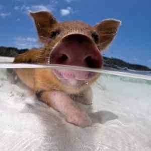 Obrázek 'Oink'