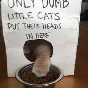 Obrázek 'OnlyDumb  '