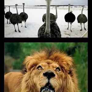 Obrázek 'Ostriches-lion-surprised'