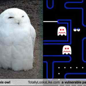 Obrázek 'Owl-Pacman 20-01-2012'