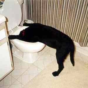 Obrázek 'PES&nbsp;PO&nbsp;KALBE'