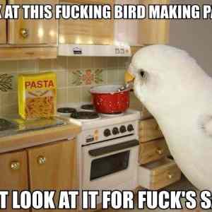 Obrázek 'Pasta Bird'