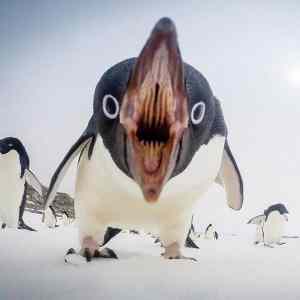 Obrázek 'Penguins mouths'