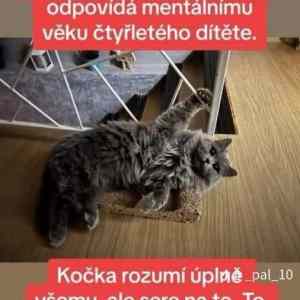 Obrázek 'Pes&nbsp;a&nbsp;kocka'