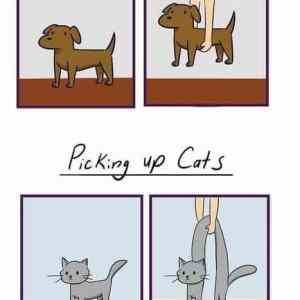 Obrázek 'Picking up pets'