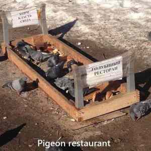 Obrázek 'PigeonRestaurant'