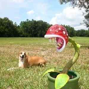 Obrázek 'Piranha Plant IRL 22-01-2012'