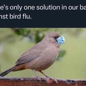 Obrázek 'Plus fly 5 meters apart'