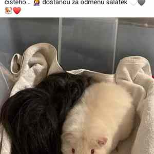 Obrázek 'Po zvlast vyzivne honicce'
