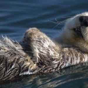 Obrázek 'Pohoda klidek tabacek'