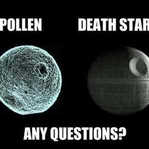 Obrázek 'Pollen  '