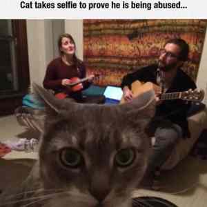 Obrázek 'Poor&nbsp;Cat'