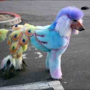 Obrázek 'Poor Poodle'