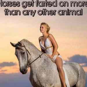 Obrázek 'Poor horses'