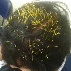 Obrázek 'Porcupine&nbsp;Hair'