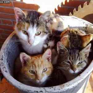 Obrázek 'Pot Of Cats'