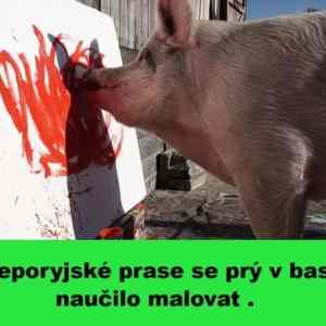Obrázek 'Prase v base'