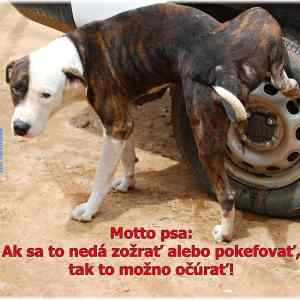 Obrázek 'Psie motto 12-12-2008'