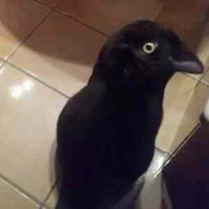 Obrázek 'Ptakocour'