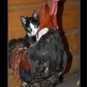 Obrázek 'Pussy Riding A Cock'
