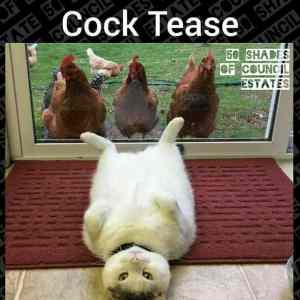Obrázek 'Pussy teasing cock'