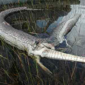 Obrázek 'Python1&nbsp;by&nbsp;prl'