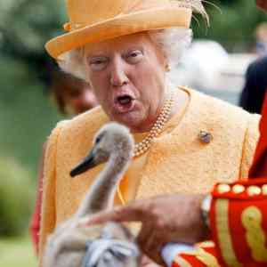 Obrázek 'Queen Trump IV'