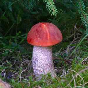 Obrázek 'RHM august'