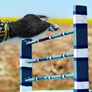 Obrázek 'Rabbit race jump '