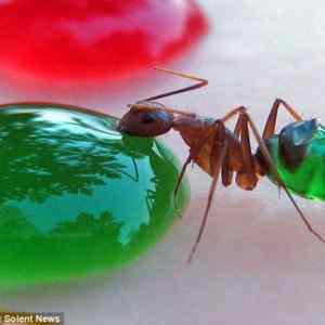 Obrázek 'Rainbow-Colored-Ant-Stomachs-1'