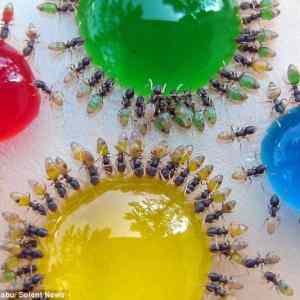 Obrázek 'Rainbow-Colored-Ant-Stomachs-3'