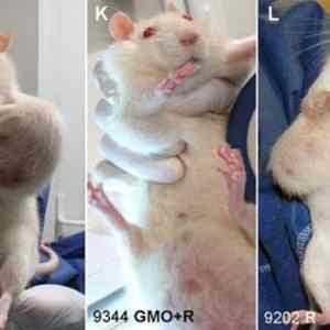 Obrázek 'Rat-GMO-Cancer-Study'