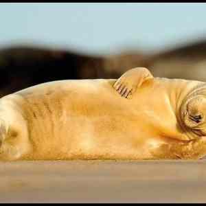 Obrázek 'Reelax&nbsp;'