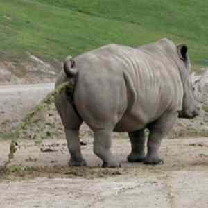 Obrázek 'Rhinopoo'