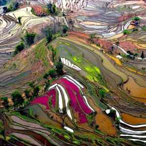 Obrázek 'Rice fields in China 23-12-2011'