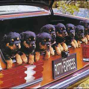 Obrázek 'Rotti-Express'