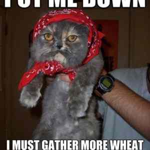 Obrázek 'Ruski Cat'
