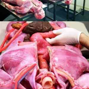Obrázek 'SYNTHETIC human cadaver created by SynDaver Labs'