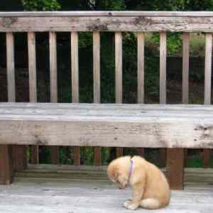 Obrázek 'Sad Puppy'
